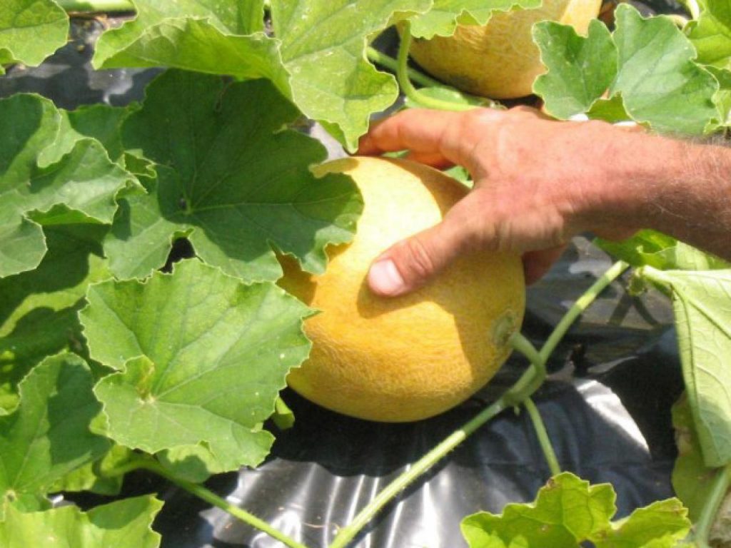 the-right-time-to-pick-a-cantaloupe-how-and-when-to-pick-cantaloupes