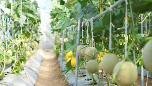 Cantaloupe On A Trellis: How To Grow Cantaloupes Vertically