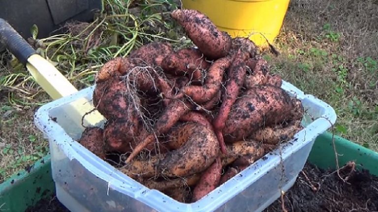 Sweet Potato Storage – Tips On Storing Sweet Potatoes For Winter