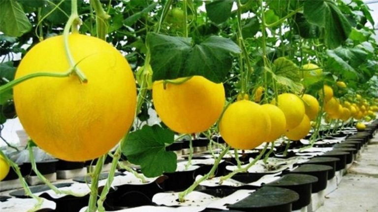 Cantaloupe On A Trellis: How To Grow Cantaloupes Vertically