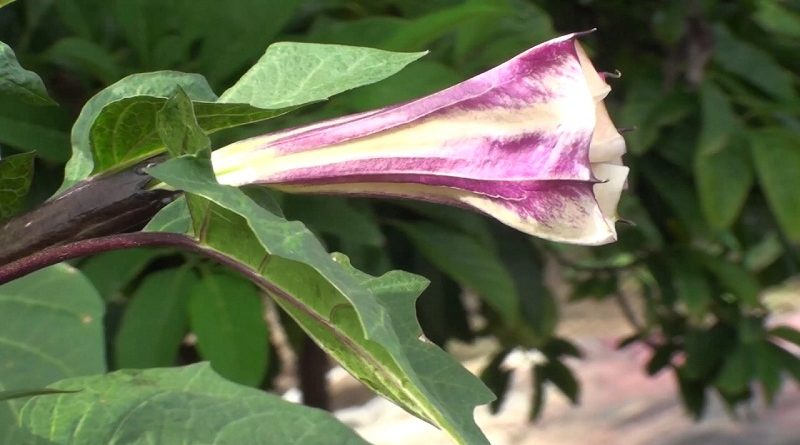 datura