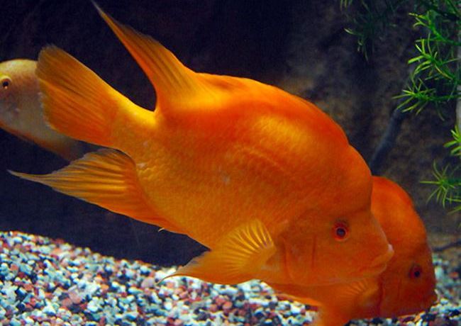 Keeping a Red Devil Cichlid in an aquarium