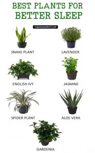 BEST PLANTS TO KEEP IN YOUR BEDROOM TO HELP YOU SLEEP