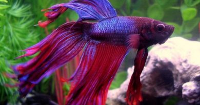 betta