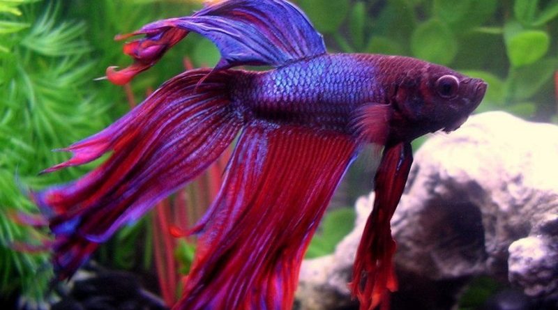 betta