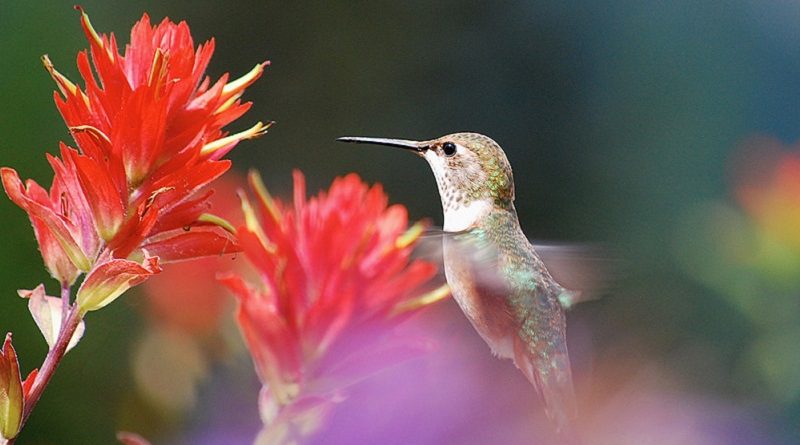 hummingbird