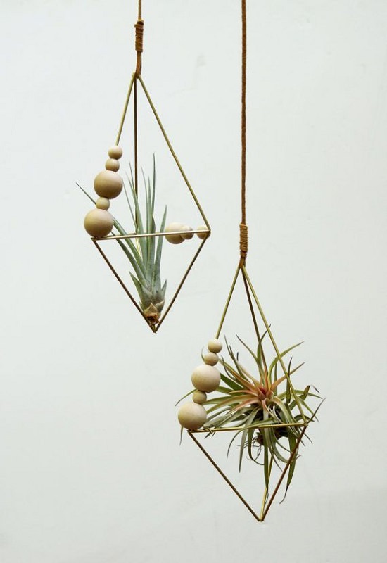 Air Plant Dying? Learn How To Revive An Air Plant