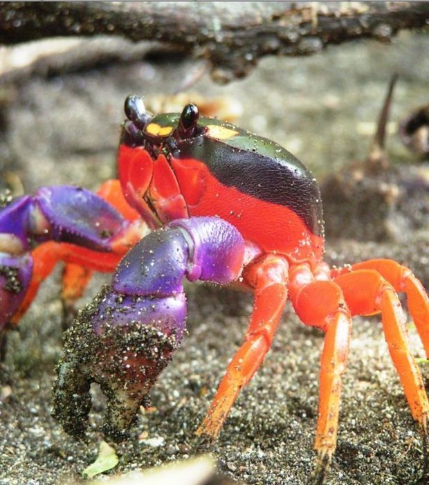 13 Interesting Facts and Pictures About Halloween Crabs