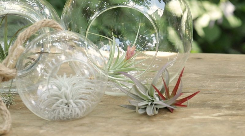 Air Plant