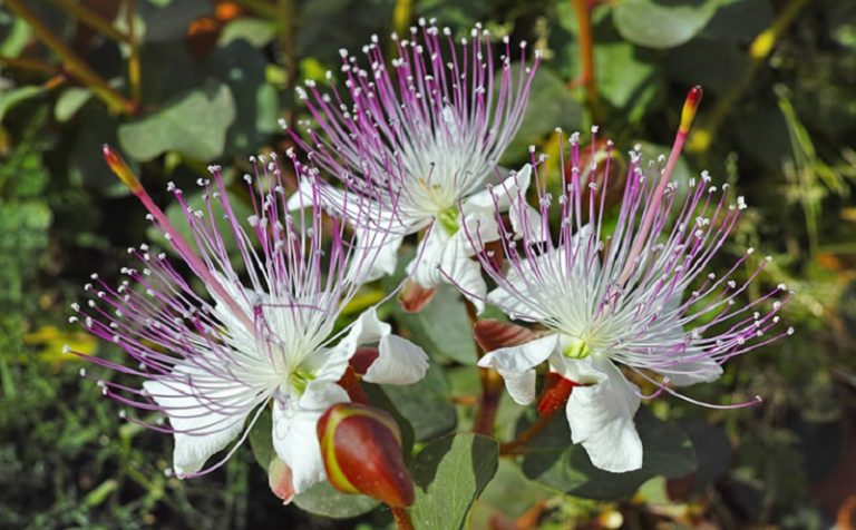 How To Grow Capers - animalnatlife How To Grow Caper