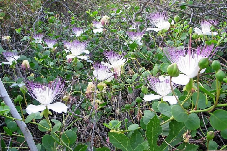 How To Grow Capers - animalnatlife How To Grow Caper