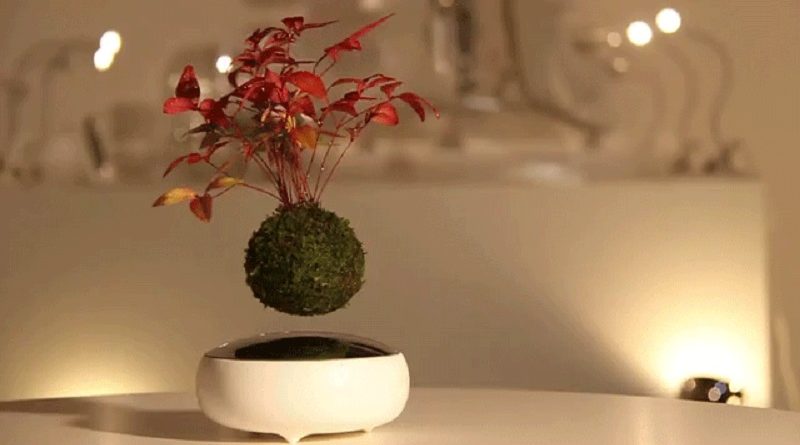 “Air Bonsai” Float