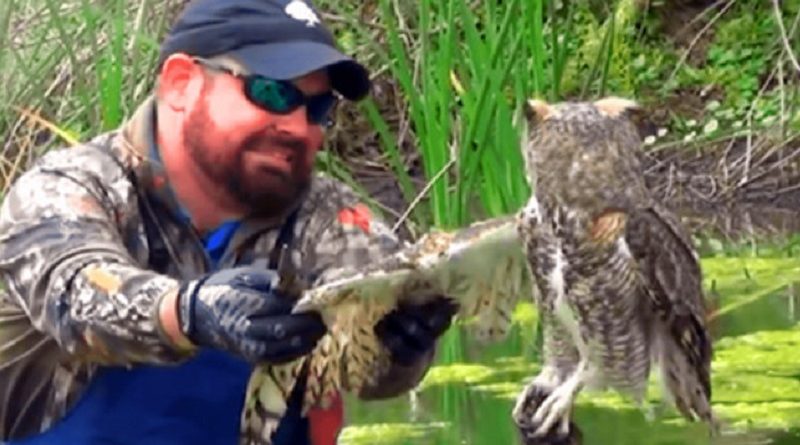 Owl Unexpected Gets Rescued