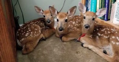 Deer Inside Her Home