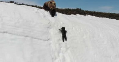 Baby Bear Climbing