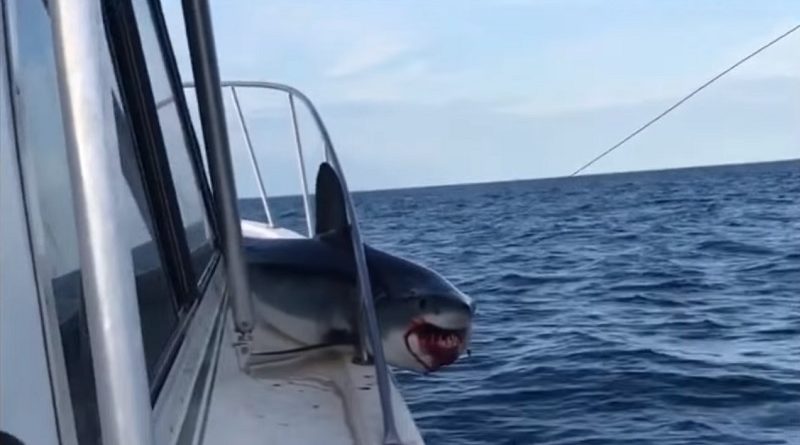 Massive Shark Jumps And Gets Stuck