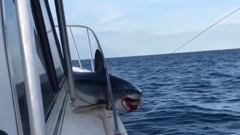 Massive Shark Jumps Onto Fishing Boat And Gets Stuck!(VIDEO)