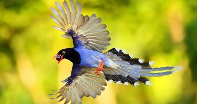 Taiwan Blue Magpie