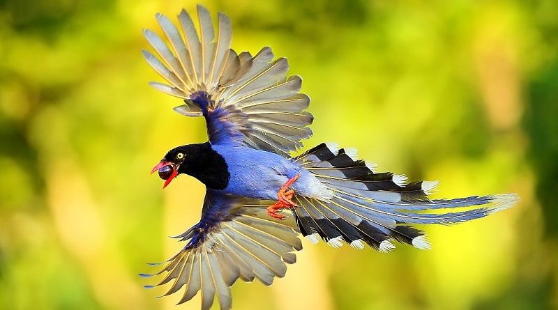 Taiwan Blue Magpie