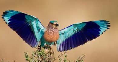 Roller Bird