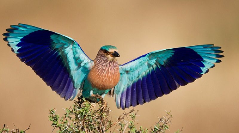 Roller Bird