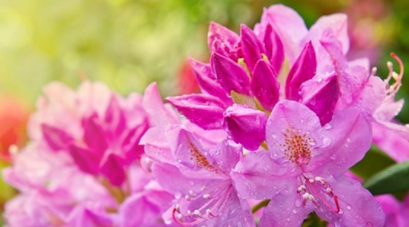 Rhododendrons