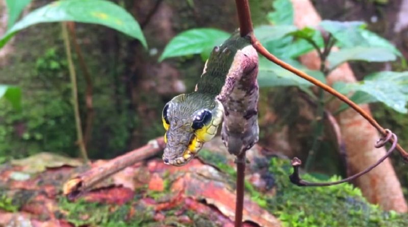 Snake-Mimic Caterpillar