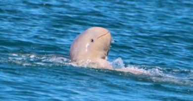 Snubfin Dolphin Spotted