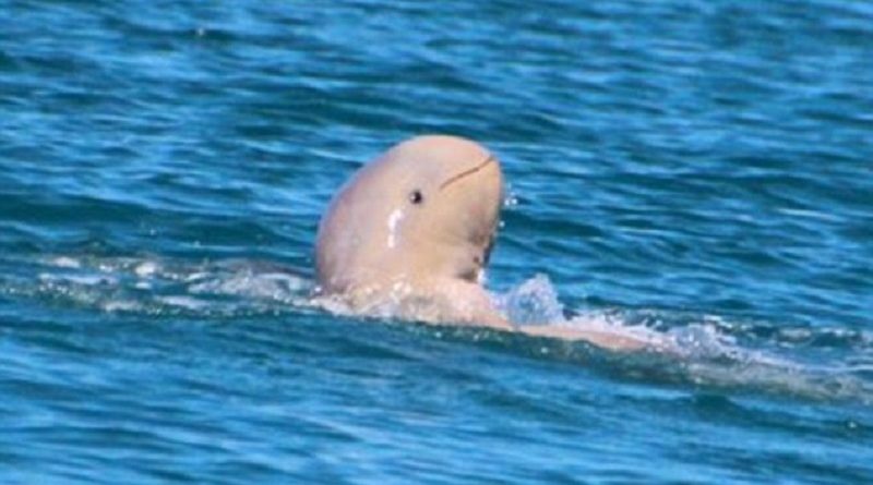 Snubfin Dolphin Spotted