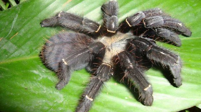 Phormingochilus Species of Spider