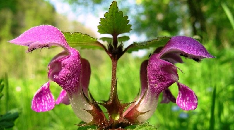 Lamium is an Excellent