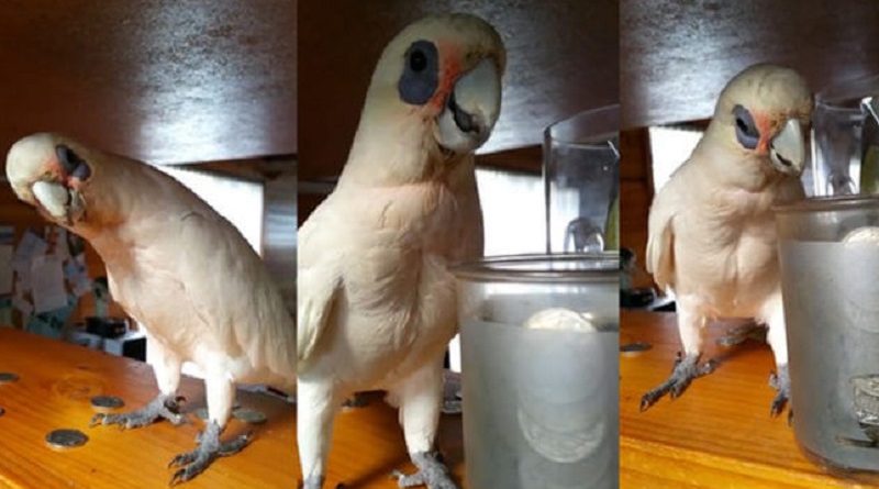 This Bird Threw The Funniest Tantrum Ever