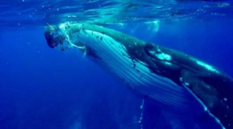 Whale Swims Up Diver And Refuses