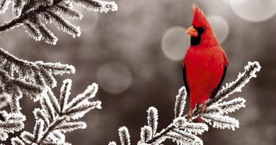 Cardinal Songbird