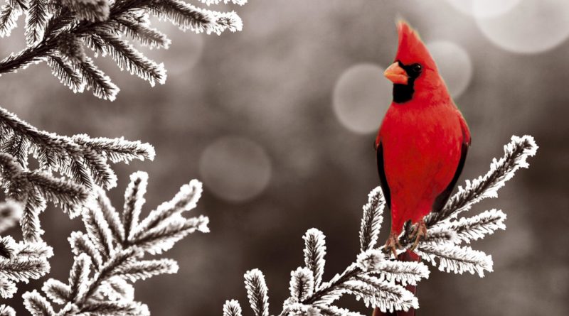 Cardinal Songbird