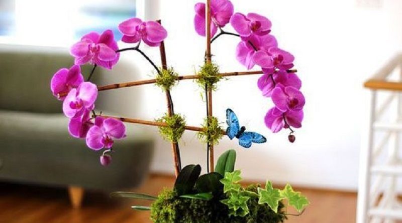 How To Grow Incredibly Gorgeous Orchids Indoors