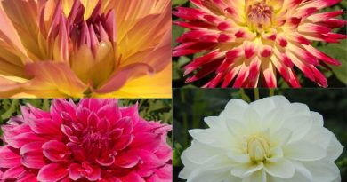 DAHLIAS