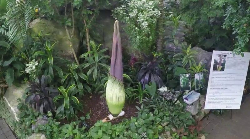 Blooms of Amorphophallus