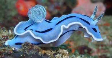 Nudibranch