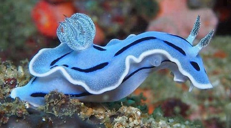 Nudibranch