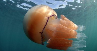 Thousands of Giant Jellyfish Appears in Swarms off Britain’s Coast (VIDEO)