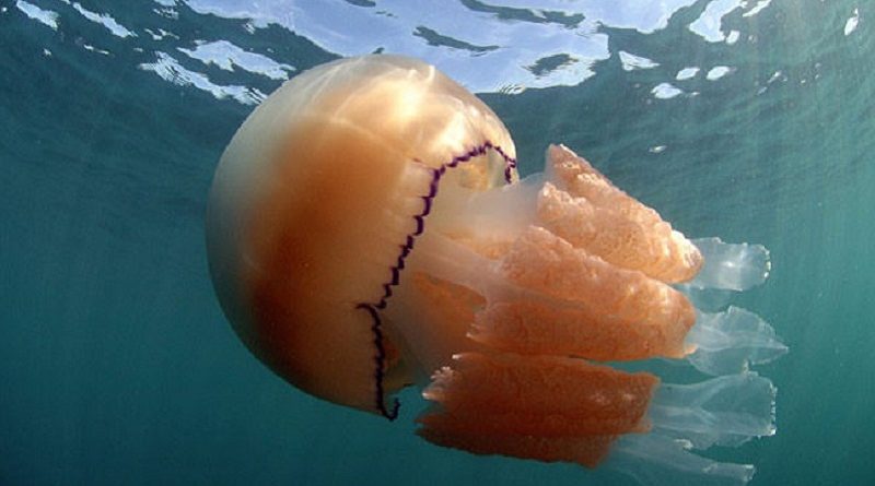 Thousands of Giant Jellyfish Appears in Swarms off Britain’s Coast (VIDEO)