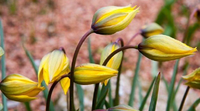 Tulips Return