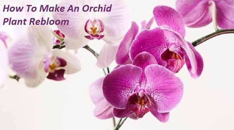 how orchid rebloom