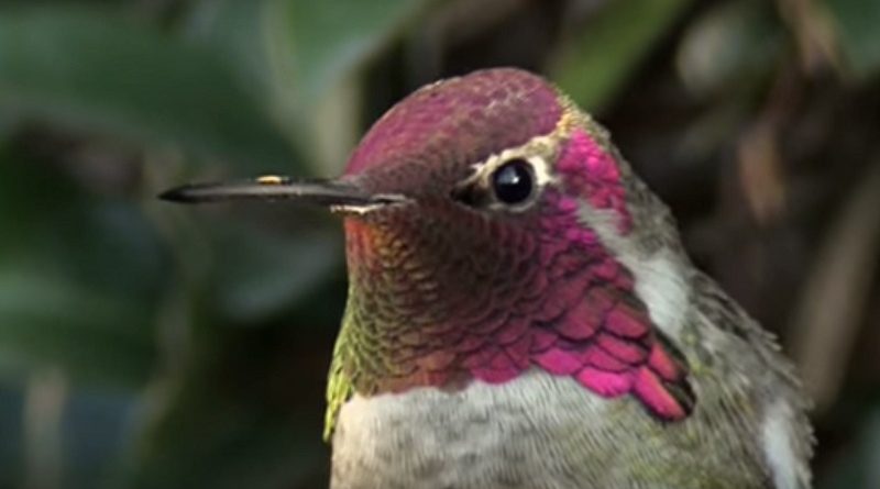 Hummingbird Is Gorgeous