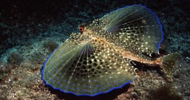 The Semi Transparent Flying Gurnard Fish (Video)