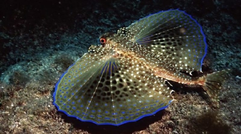 The Semi Transparent Flying Gurnard Fish (Video)