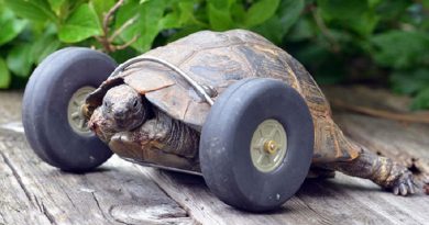 Old Tortoise