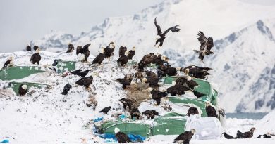 Unalaska Town of Bald