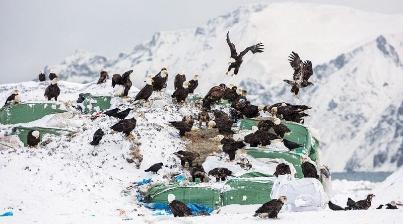 Unalaska Town of Bald